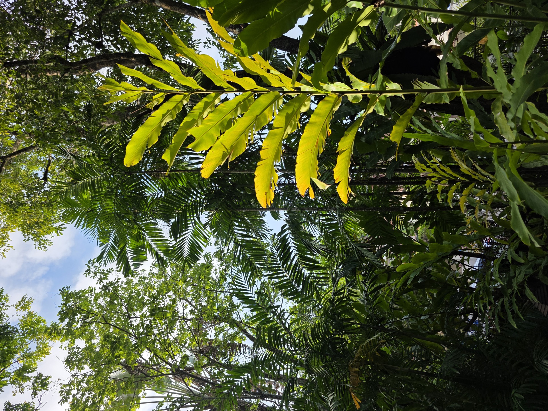 Tropical planting